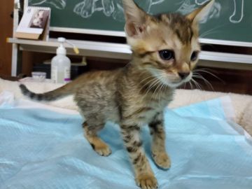 ベンガル【愛知県・男の子・2019年7月8日・ブラウンスポテッドタビー（ショートヘアー）】の写真「人懐こい甘えん坊さんです。綺麗なロゼットです。」