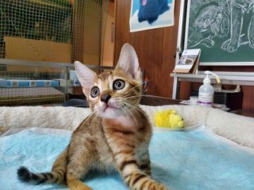 ベンガル【愛知県・男の子・2019年7月17日・ブラウンスポテッドタビー(ロゼット)（ショートヘアー）】の写真「ロゼットのきれいな、人懐こい甘えん坊さんです。」