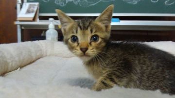 オシキャット【愛知県・男の子・2019年4月13日・ブラウンスポテッドタビー（ショートヘア）】の写真「おっとり型で人懐こい甘えん坊です。」