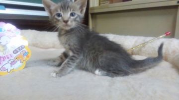 オシキャット【愛知県・男の子・2019年6月5日・ブルースポテッドタビー（ショートヘア）】の写真「おっとりとした人懐こい甘えん坊です。」