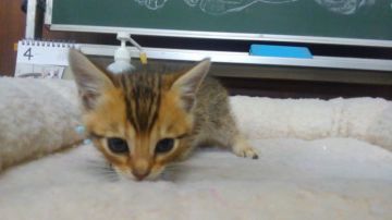 お父さんチンチラゴールデンとお母さんベンガル【愛知県・男の子・2019年3月15日・ブラウンスポテッドタビー（ショートヘア）】の写真「お顔がチンチラで体はベンガル❗」