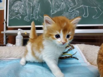 アメリカンカール【愛知県・男の子・2020年1月11日・レッド&ホワイト（ロングヘアー）】の写真「優しくて穏やかな性格の男の子です。」