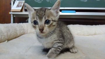 エジプシャンマウ【愛知県・男の子・2019年4月24日・シルバー（ショートヘア）】の写真「やんちゃですが人懐こく甘えん坊です。」