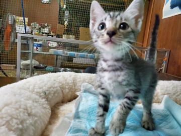 オシキャット【愛知県・男の子・2019年7月16日・シルバースポテッドタビー（ショートヘアー）】の写真「穏やかで人懐こい甘えん坊さんです。」
