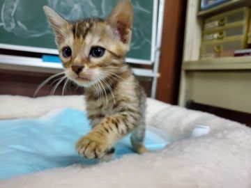 ベンガル【愛知県・女の子・2019年7月8日・ブラウンスポテッドタビー（ショートヘアー）】の写真「お転婆さんですが人懐こい甘えん坊です。」