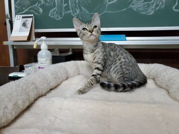 オシキャット【愛知県・男の子・2019年8月25日・シルバースポテッドタビー（ショートヘアー）】の写真「人間大好きな人懐こい甘えん坊です。」