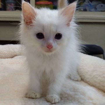 アメリカンカール【愛知県・男の子・2024年6月7日・クリームポイント（ロングヘアー）】の写真「明るく人懐こい甘えん坊です、立ち耳なので格安です。」