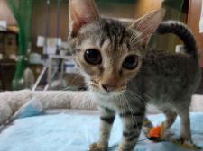 オシキャット
