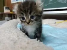 アメリカンカール【愛知県・男の子・2020年9月19日・ブラウンタビー&ホワイト】の写真2「10月21日撮影」