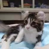 キンカロー【愛知県・男の子・2024年5月24日・ブラウンタビー&ホワイト】の写真3