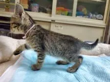 オシキャット【愛知県・女の子・2021年7月17日・ブラウンスポテッドタビー】の写真3「8月31日撮影」