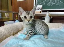 オシキャット【愛知県・男の子・2019年8月21日・シルバースポテッドタビー】の写真3「11月8日撮影」