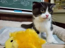 スコティッシュフォールド(折れ耳)【愛知県・女の子・2019年12月31日・ブラック&ホワイト】の写真3「3月10日撮影」