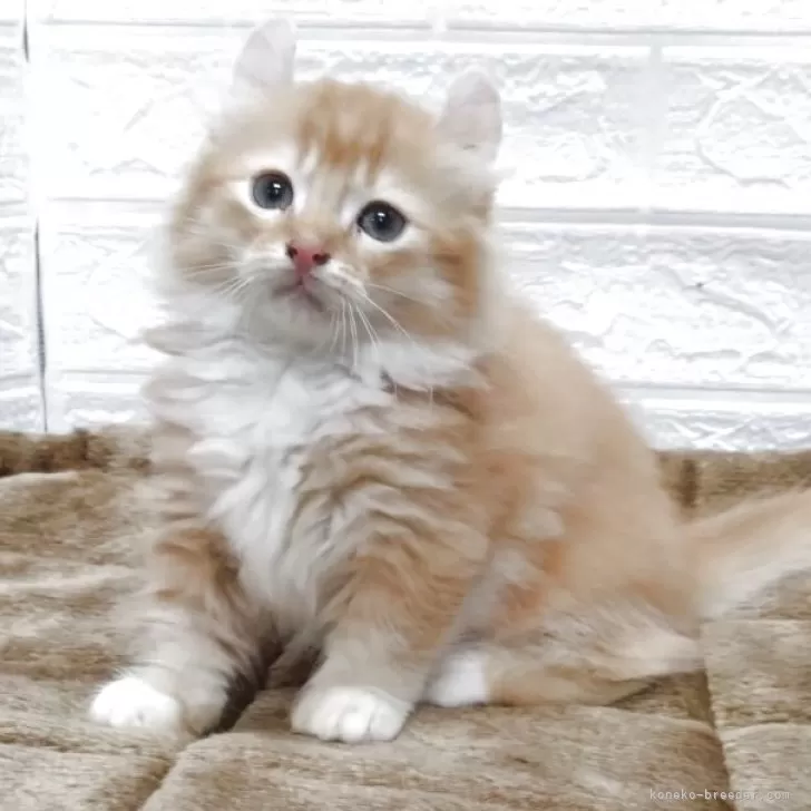 キンカロー【愛知県・男の子・2025年6月24日・レッド&amp;ホワイト】の写真1