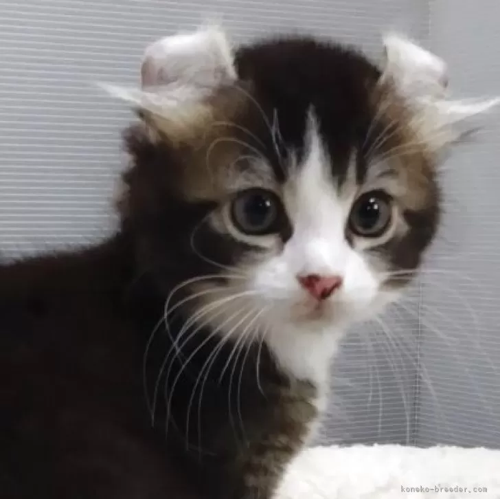 ID:2506-02908の子猫