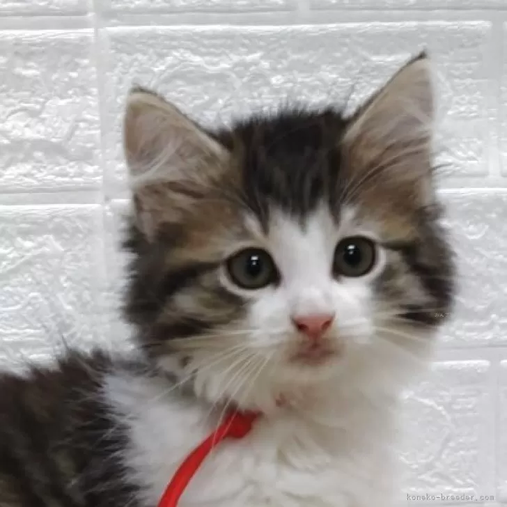 H.O 様のお迎えした子猫