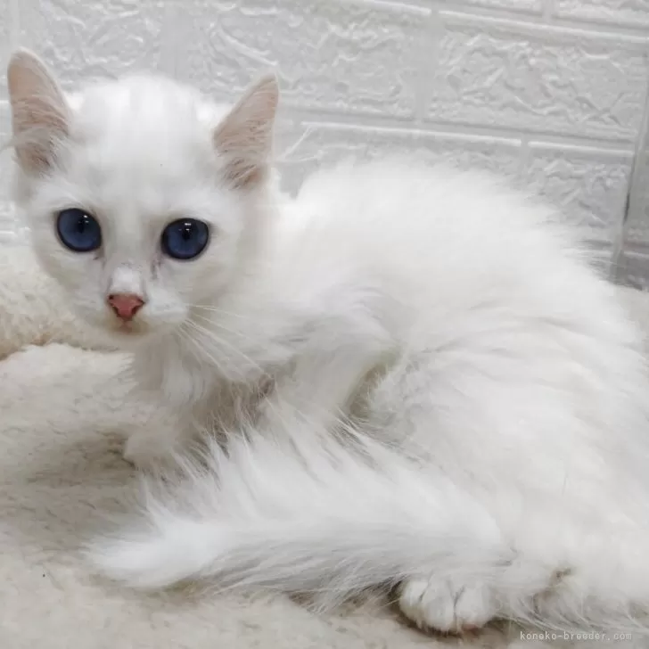 ID：2507-02637の子猫