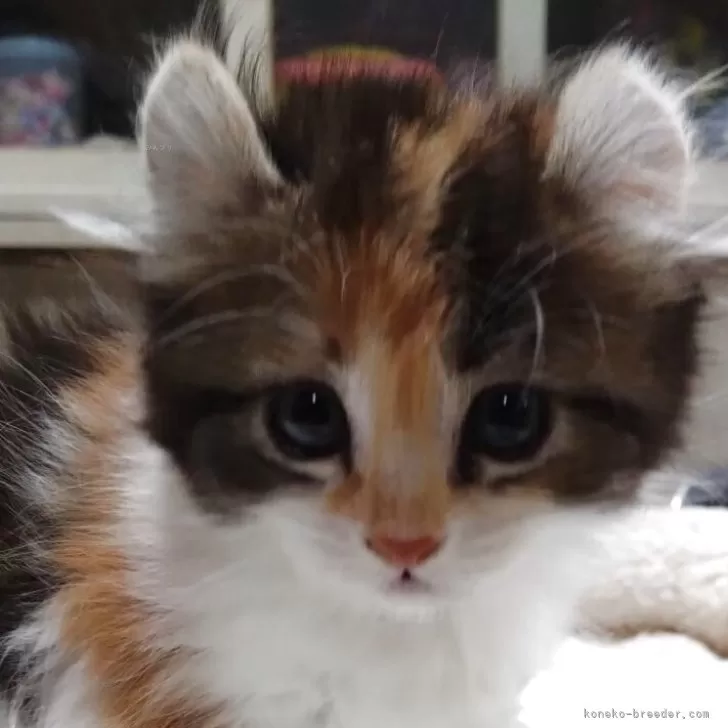 ID：2505-02061の子猫