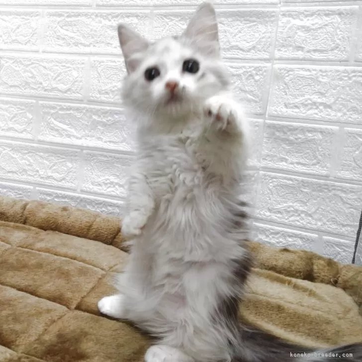 キンカロー【愛知県・女の子・2025年5月17日・シルバーパッチドタビー&amp;ホワイト】の写真1