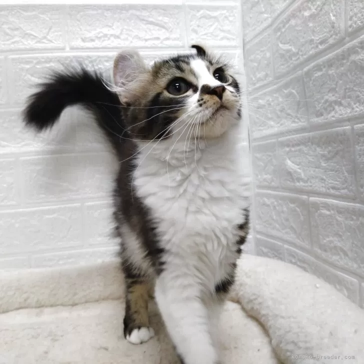 ID：2505-02051の子猫