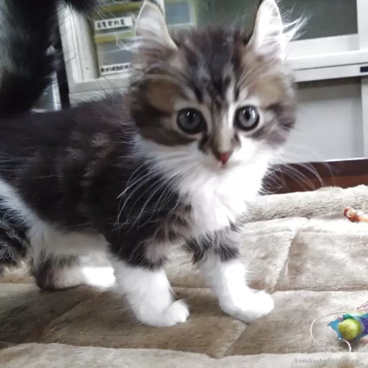 キンカロー【愛知県・男の子・2025年7月27日・ブラウンタビー&amp;ホワイト】の写真1