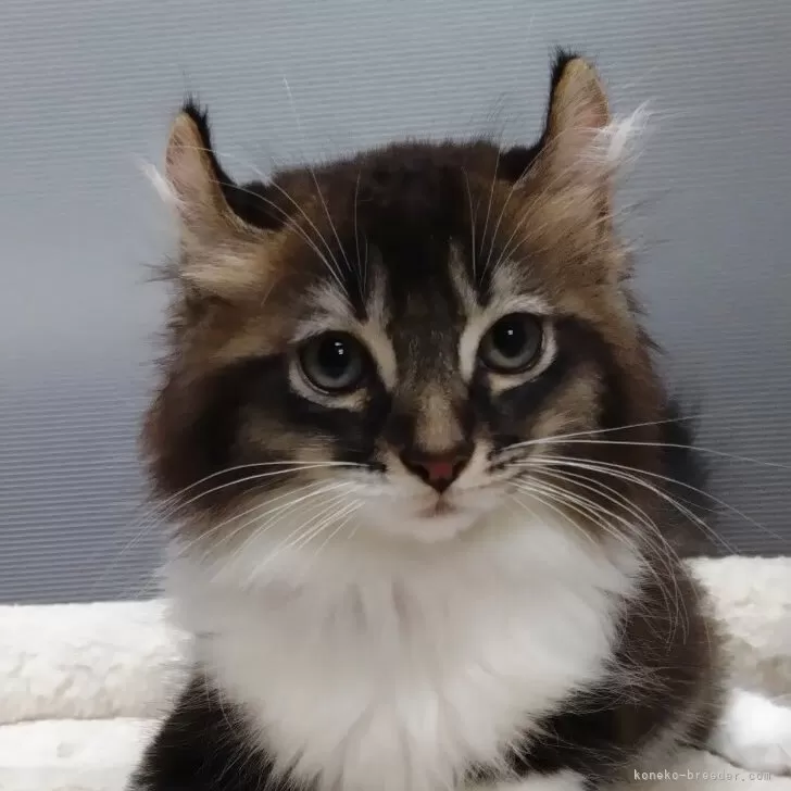 ID：2507-00043の子猫