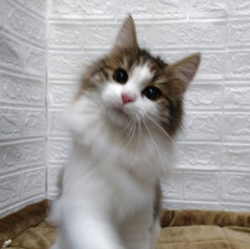 ノルウェージャンフォレストキャット【愛知県・女の子・2025年5月6日・ブラウンマッカレルタビー&ホワイト（ロングヘアー）】の写真「明るく人懐こい甘えん坊。」