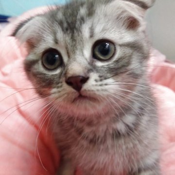 スコティッシュフォールド(折れ耳)【愛知県・男の子・2025年8月26日・ブルータビー（ショートヘアー）】の写真「陽気で人懐こい甘えん坊です。」