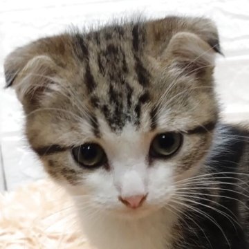 スコティッシュフォールド(折れ耳)【愛知県・男の子・2025年8月26日・フラウンタビー&ホワイト（ショートヘアー）】の写真「明るく人懐こい陽気なわんぱく君」