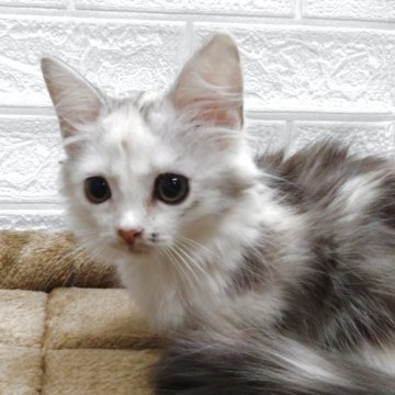 キンカロー【愛知県・女の子・2025年5月17日・シルバーパッチドタビー&ホワイト(ロングヘアー)】の写真「人懐こい甘えん坊さん。短足立ち耳。」