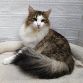 ノルウェージャンフォレストキャット
