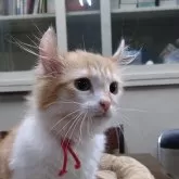 キンカロー