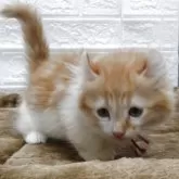 キンカロー