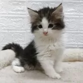 ノルウェージャンフォレストキャット