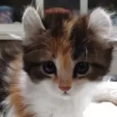 キンカロー【愛知県・女の子・2025年3月8日・ブラウンパッチドタビー&ホワイト】の写真1