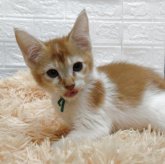 アメリカンカール