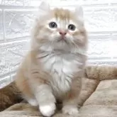 キンカロー