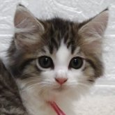 ノルウェージャンフォレストキャット