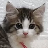 ノルウェージャンフォレストキャット