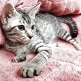 オシキャット