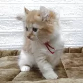 キンカロー