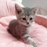 スコティッシュフォールド(立ち耳)