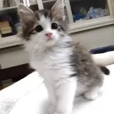 ノルウェージャンフォレストキャット