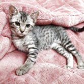 オシキャット