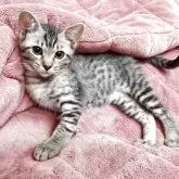 オシキャット