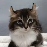キンカロー