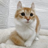 キンカロー