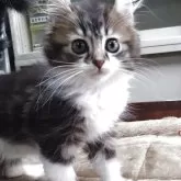 キンカロー