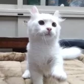 キンカロー【愛知県・男の子・2025年4月23日・ホワイト】の写真2