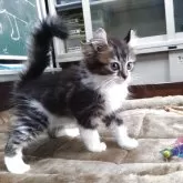 キンカロー【愛知県・男の子・2025年7月27日・ブラウンタビー&ホワイト】の写真5